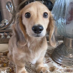 Creme of the Crop Miniature Dachshund Breeder - Jackson 3
