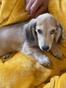 Creme of the Crop Miniature Dachshund Breeder - Jackson 4