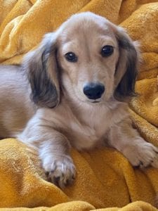 Creme of the Crop Miniature Dachshund Breeder - Jackson