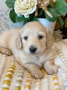 Creme of the Crop Miniature Dachshunds - Jolie 1