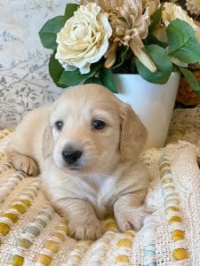 Creme of the Crop Miniature Dachshunds - Jolie 3