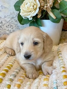 Creme of the Crop Miniature Dachshunds - Jolie 5