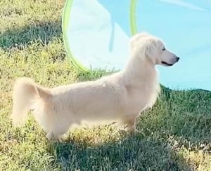 Crème of the Crop English Cream Miniature Dachshunds