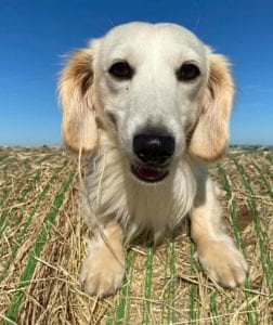 english cream miniature dachshund puppy breeder kai