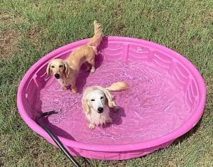 Crème of the Crop English Cream Miniature Dachshunds