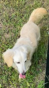 Crème of the Crop English Cream Miniature Dachshunds