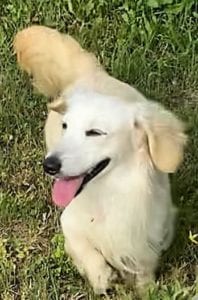 Crème of the Crop English Cream Miniature Dachshunds