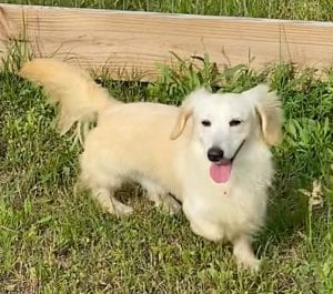 Crème of the Crop English Cream Miniature Dachshunds