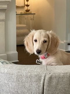 Creme of the Crop Dachshunds - Testimonial Review 1