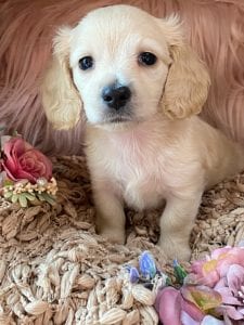 Creme of the Crop Miniature Cream Dachshund Puppy Kirby 1
