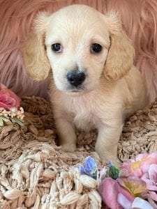 Creme of the Crop Miniature Cream Dachshund Puppy Kirby 2