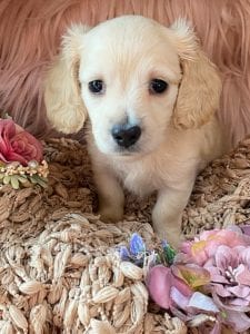 Creme of the Crop Miniature Cream Dachshund Puppy Kirby 3