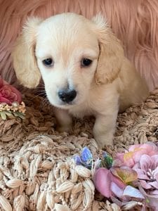 Creme of the Crop Miniature Cream Dachshund Puppy Kirby 4