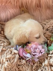 Creme of the Crop Miniature Cream Dachshund Puppy Kirby 5