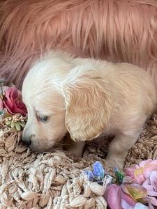 Creme of the Crop Miniature Cream Dachshund Puppy Kirby 6