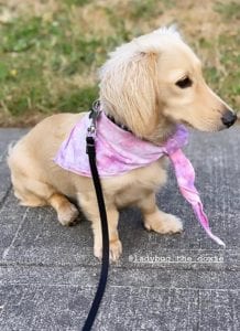 Crème of the Crop English Cream Miniature Dachshunds