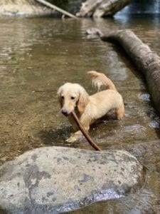 Crème of the Crop English Cream Miniature Dachshunds