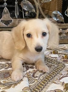 Creme of the Crop Miniature Dachshunds - Legend 2