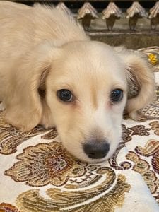 Creme of the Crop Miniature Dachshunds - Legend 3