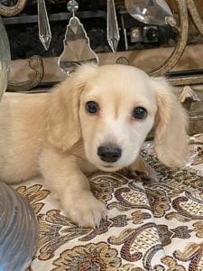 Creme of the Crop Miniature Dachshunds - Legend 4