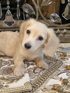 Creme of the Crop Miniature Dachshunds - Legend 5