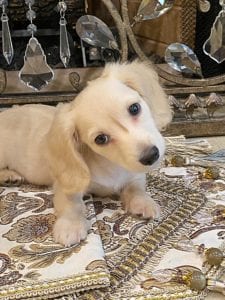 Creme of the Crop Miniature Dachshunds - Legend 6