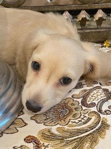 Creme of the Crop Miniature Dachshunds - Legend 1