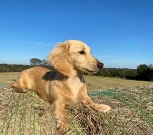english cream miniature dachshund puppy breeder lemon cream
