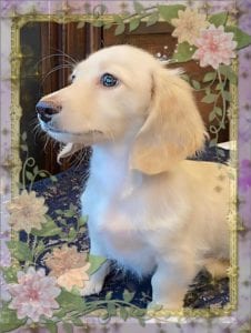 Crème of the Crop English Cream Miniature Dachshunds