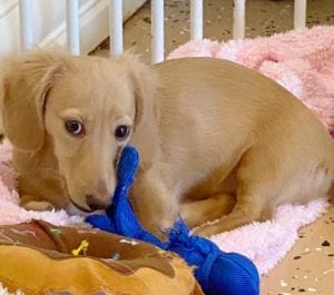 english cream miniature dachshund puppy breeder lemon creme