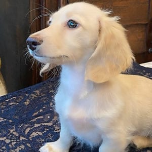 Crème of the Crop English Cream Miniature Dachshunds - Lemon Creme