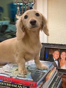 lemon creme english cream miniature dachshund puppy breeder