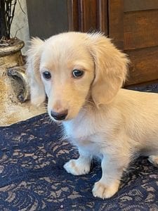 Crème of the Crop English Cream Miniature Dachshunds