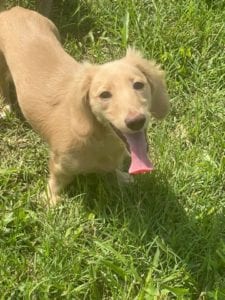 english cream miniature dachshund puppy breeder lemon cream