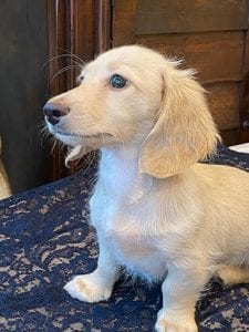 Crème of the Crop English Cream Miniature Dachshunds