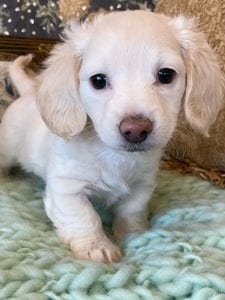 Creme of the Crop Miniature Dachshunds Cream Puppy - Lemon 1