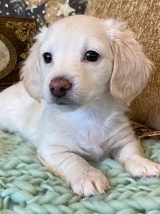 Creme of the Crop Miniature Dachshunds Cream Puppy - Lemon 2