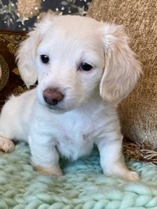 Creme of the Crop Miniature Dachshunds Cream Puppy - Lemon 3