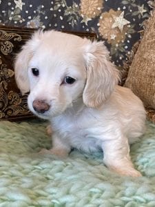 Creme of the Crop Miniature Dachshunds Cream Puppy - Lemon 4