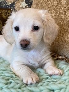 Creme of the Crop Miniature Dachshunds Cream Puppy - Lemon 5