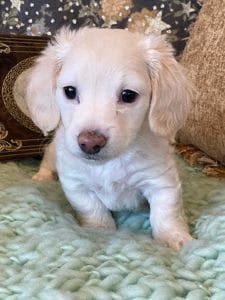 Creme of the Crop Miniature Dachshunds Cream Puppy - Lemon 6