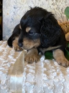 Creme of the Crop Miniature Dachshund Puppy - Lenny 5