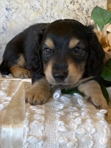 Creme of the Crop Miniature Dachshund Puppy - Lenny 6