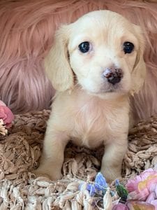 Creme of the Crop Miniature Cream Dachshund Puppy Lilly