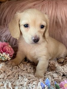 Creme of the Crop Miniature Cream Dachshund Puppy Lilly 2