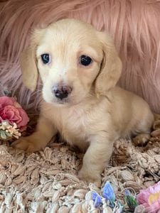 Creme of the Crop Miniature Cream Dachshund Puppy Lilly 3