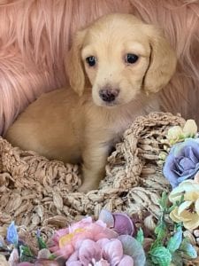 Creme of the Crop Miniature Cream Dachshund Puppy Lilly 4