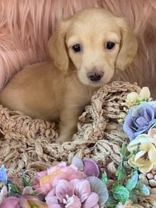 Creme of the Crop Miniature Cream Dachshund Puppy Lilly 5