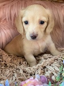Creme of the Crop Miniature Cream Dachshund Puppy Lilly 6