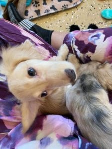 Crème of the Crop Dachshunds English Cream Miniature Dachshund Liora 6